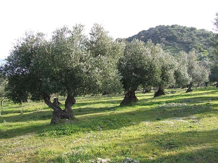 Olivares-campo-jaén