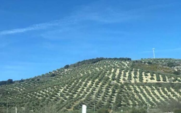 Olivares en 2022 y 20025
