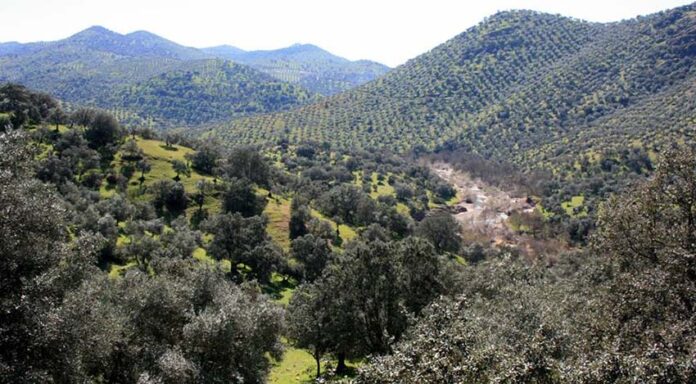 Sierra Morena1
