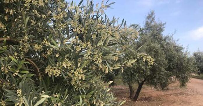olivar floración