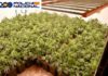 Plantación de marihuana en Mengíbar
