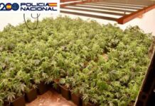 Plantación de marihuana en Mengíbar