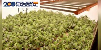 Plantación de marihuana en Mengíbar