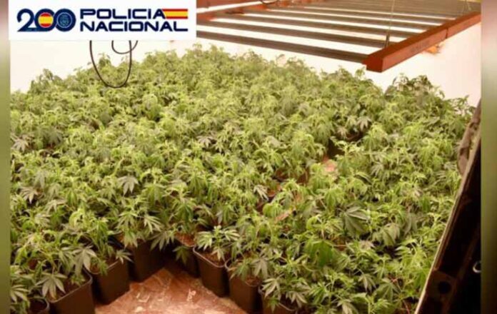 MENGIBAR PLANTaciones droga