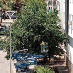 IU de Bailen pide la paralización de la poda por la zona de las Palmeras