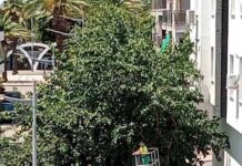 IU de Bailen pide la paralización de la poda por la zona de las Palmeras