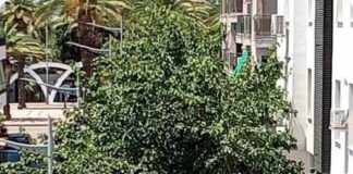 IU de Bailen pide la paralización de la poda por la zona de las Palmeras