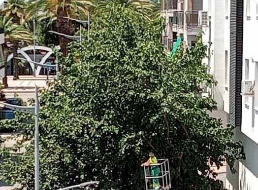 IU de Bailen pide la paralización de la poda por la zona de las Palmeras