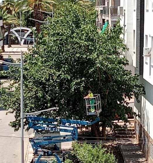 poda arboles calle gerona