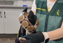 La Guardia Civil investiga a dos personas por el transporte irregular de una pitón bola y una culebra real de California