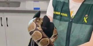 La Guardia Civil investiga a dos personas por el transporte irregular de una pitón bola y una culebra real de California
