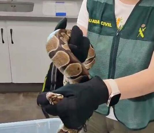 La Guardia Civil investiga a dos personas por el transporte irregular de una pitón bola y una culebra real de California