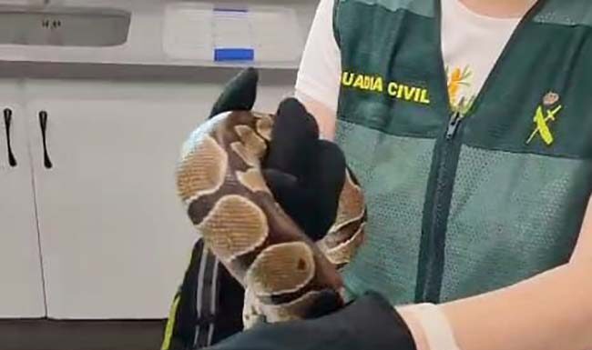 La Guardia Civil investiga a dos personas por el transporte irregular de una pitón bola y una culebra real de California
