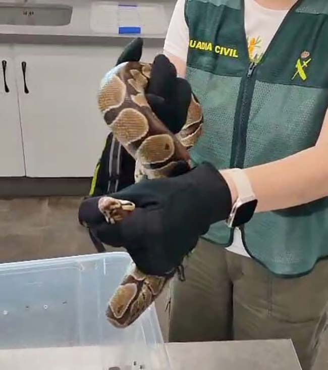 Guardia civil serpiente pitón