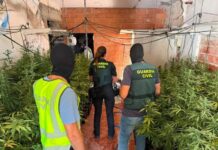 La Guardia Civil desmantela una plantación de marihuana y un punto de venta de droga en Baños de la Encina